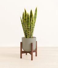 Load image into Gallery viewer, Sage Green stand:walnut