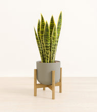 Load image into Gallery viewer, Sage Green stand:bamboo