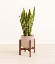 Load image into Gallery viewer, Sandy Pink stand:walnut