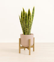 Load image into Gallery viewer, Sandy Pink stand:bamboo