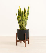 Load image into Gallery viewer, Stone Black stand:walnut