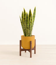 Load image into Gallery viewer, Sunset Orange stand:walnut