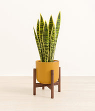 Load image into Gallery viewer, Sunset Orange stand:walnut