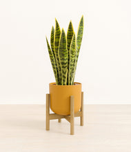 Load image into Gallery viewer, Sunset Orange stand:bamboo