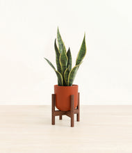 Load image into Gallery viewer, Earth Red stand:walnut