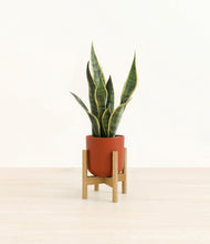 Load image into Gallery viewer, Earth Red stand:bamboo