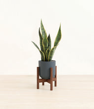 Load image into Gallery viewer, Iron Gray stand:walnut