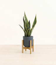 Load image into Gallery viewer, Iron Gray stand:bamboo