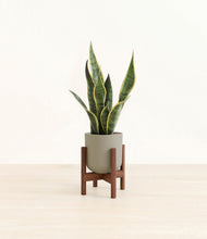 Load image into Gallery viewer, Sage Green stand:walnut