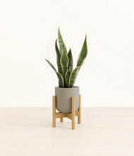 Load image into Gallery viewer, Sage Green stand:bamboo