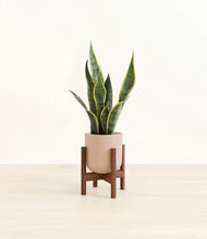 Load image into Gallery viewer, Sandy Pink stand:walnut
