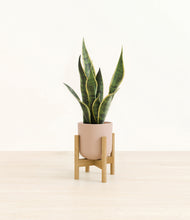 Load image into Gallery viewer, Sandy Pink stand:bamboo