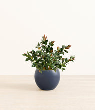 Load image into Gallery viewer, Deep Navy*****Profile