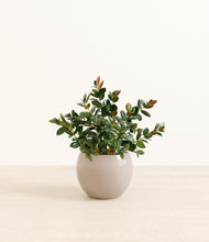 Load image into Gallery viewer, Desert Brown*****Profile