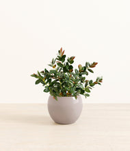 Load image into Gallery viewer, Winter Clouds*****Profile