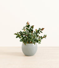 Load image into Gallery viewer, Deep Ocean*****Profile