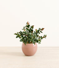 Load image into Gallery viewer, Calm Rose*****Profile