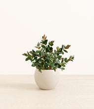 Load image into Gallery viewer, Shiny EggWhite*****Profile