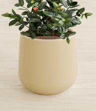 Load image into Gallery viewer, Almond Green stand:all