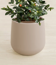 Load image into Gallery viewer, Eternal Gray stand:all