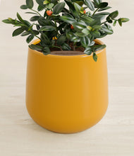 Load image into Gallery viewer, Mustard stand:all