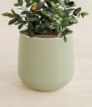 Load image into Gallery viewer, Turquoise stand:all