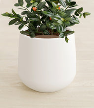 Load image into Gallery viewer, White stand:all