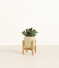Load image into Gallery viewer, Almond Green stand:bamboo