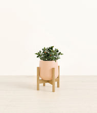 Load image into Gallery viewer, Gentle Pink stand:bamboo