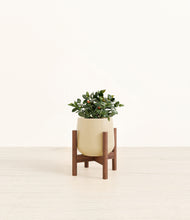 Load image into Gallery viewer, Almond Green stand:walnut