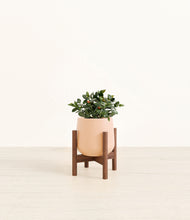 Load image into Gallery viewer, Gentle Pink stand:walnut