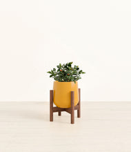 Load image into Gallery viewer, Mustard stand:walnut
