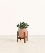 Load image into Gallery viewer, Calm Rose stand:walnut