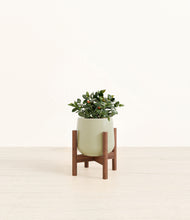 Load image into Gallery viewer, Turquoise stand:walnut