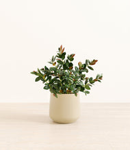 Load image into Gallery viewer, Almond Green