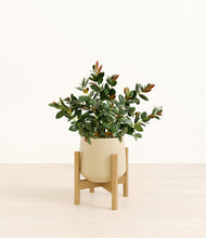 Load image into Gallery viewer, Almond Green stand:bamboo