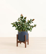 Load image into Gallery viewer, Deep Navy stand:walnut