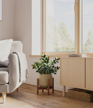 Load image into Gallery viewer, Olive stand:walnut