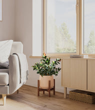 Load image into Gallery viewer, Gentle Pink stand:walnut