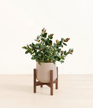 Load image into Gallery viewer, Eternal Gray stand:walnut