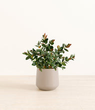 Load image into Gallery viewer, Eternal Gray