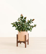 Load image into Gallery viewer, Gentle Pink stand:walnut