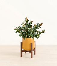 Load image into Gallery viewer, Mustard stand:walnut