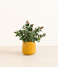 Load image into Gallery viewer, Mustard