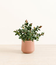 Load image into Gallery viewer, Calm Rose