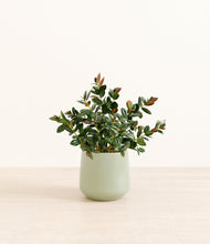 Load image into Gallery viewer, Turquoise