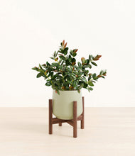 Load image into Gallery viewer, Turquoise stand:walnut