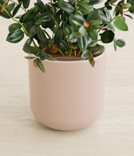 Load image into Gallery viewer, Sandy Pink stand:all