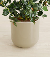 Load image into Gallery viewer, Sage Green stand:all