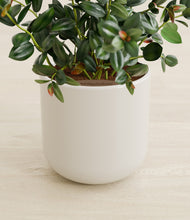 Load image into Gallery viewer, Cotton White stand:all